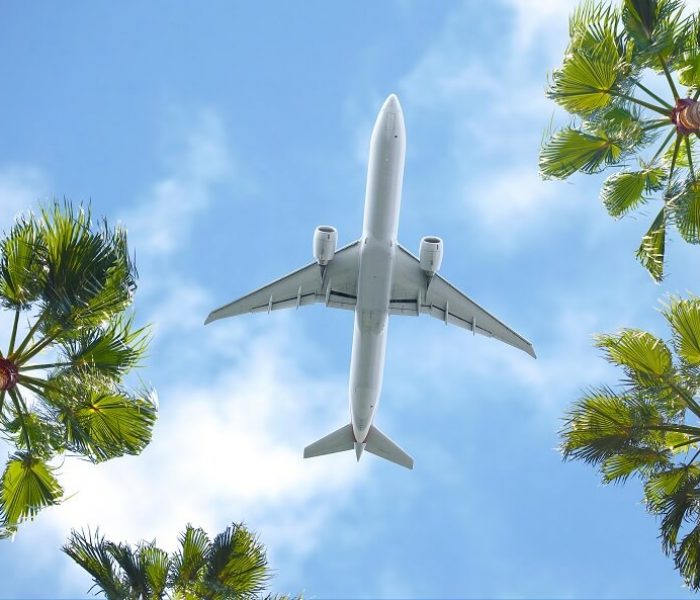 Travel Overhead angle looking up at plane and palm trees against blue sky